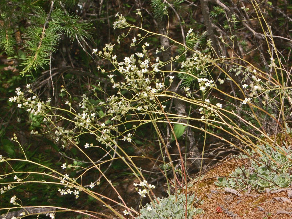 Piccoli fiori di montagna - Saxifraga paniculata